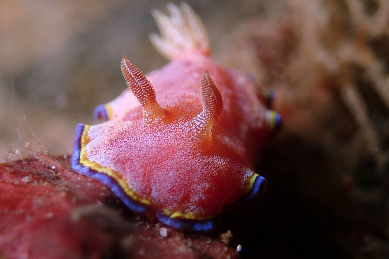 A close up of a colorful sea slug on a rock.