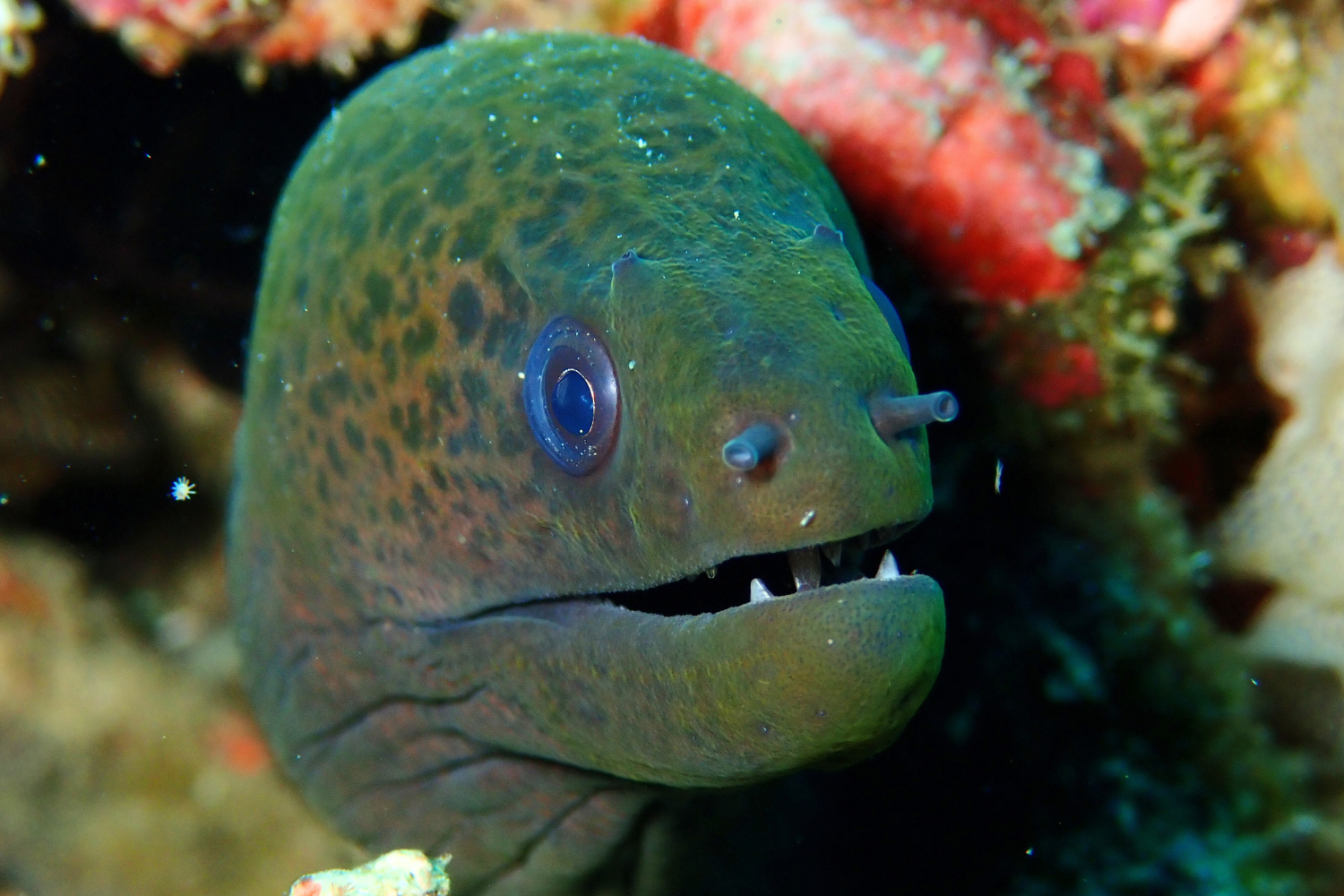 A green moray eel is swimming in the ocean near a coral reef.