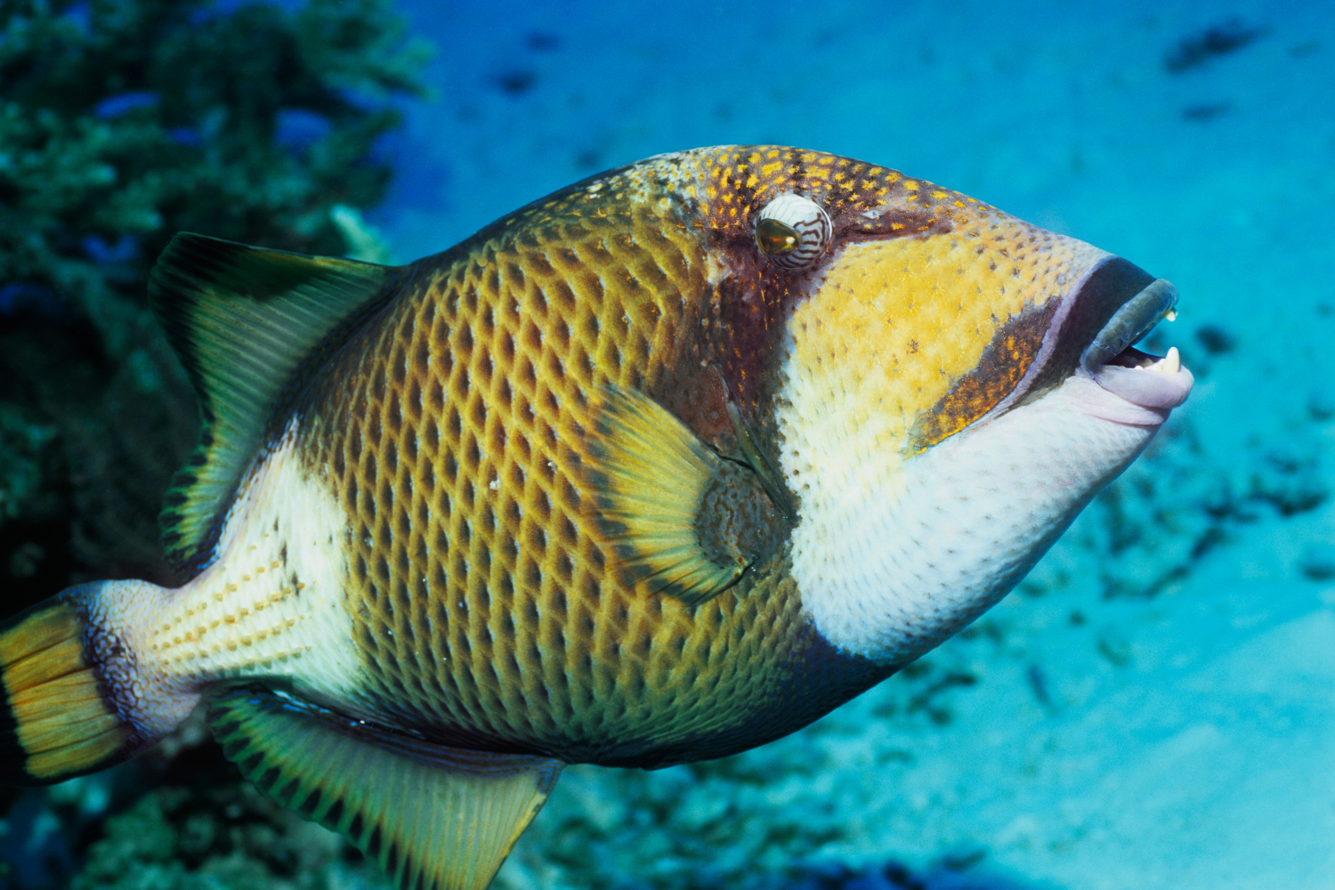 A large fish is swimming in the ocean with its mouth open.