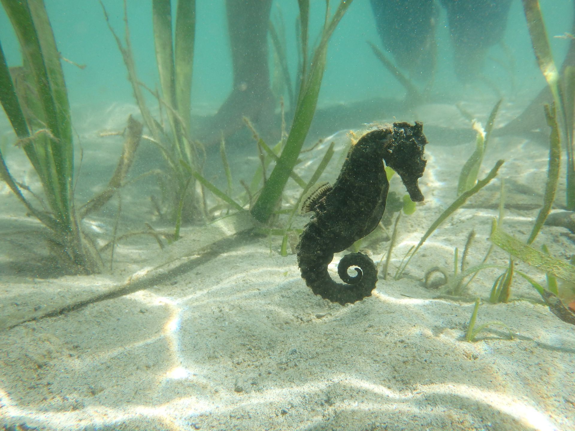 A seahorse is swimming in the sand in the ocean.