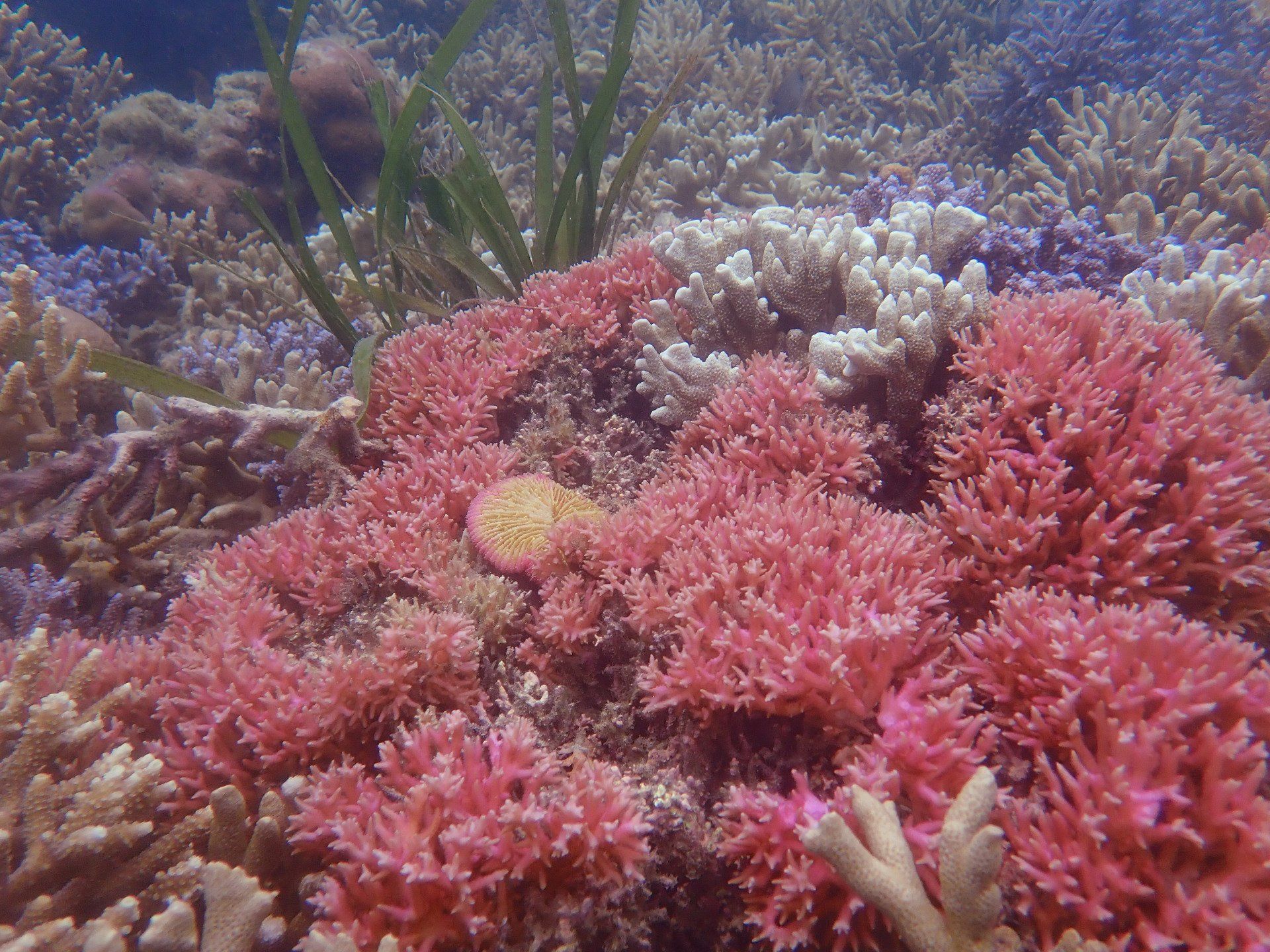 A coral reef with lots of pink and white corals