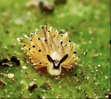 A close up of a yellow and white sea slug on a green leaf