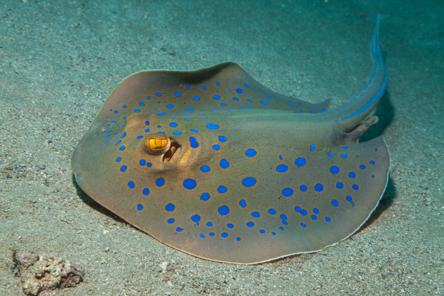 A stingray with blue spots on its body is swimming in the ocean.