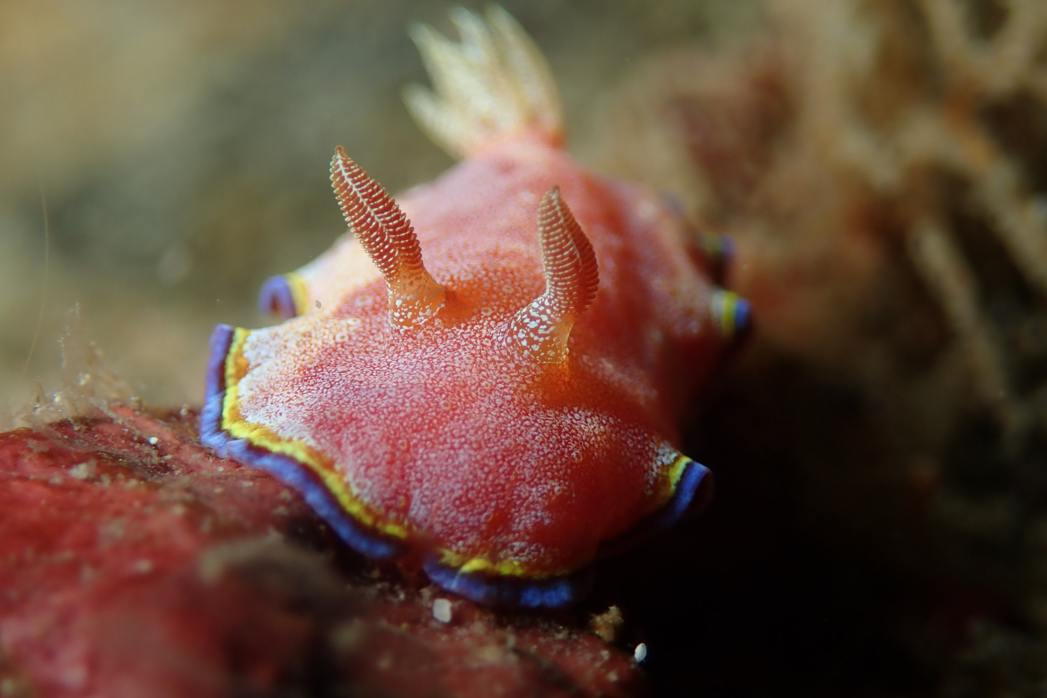 A close up of a colorful sea slug on a rock.