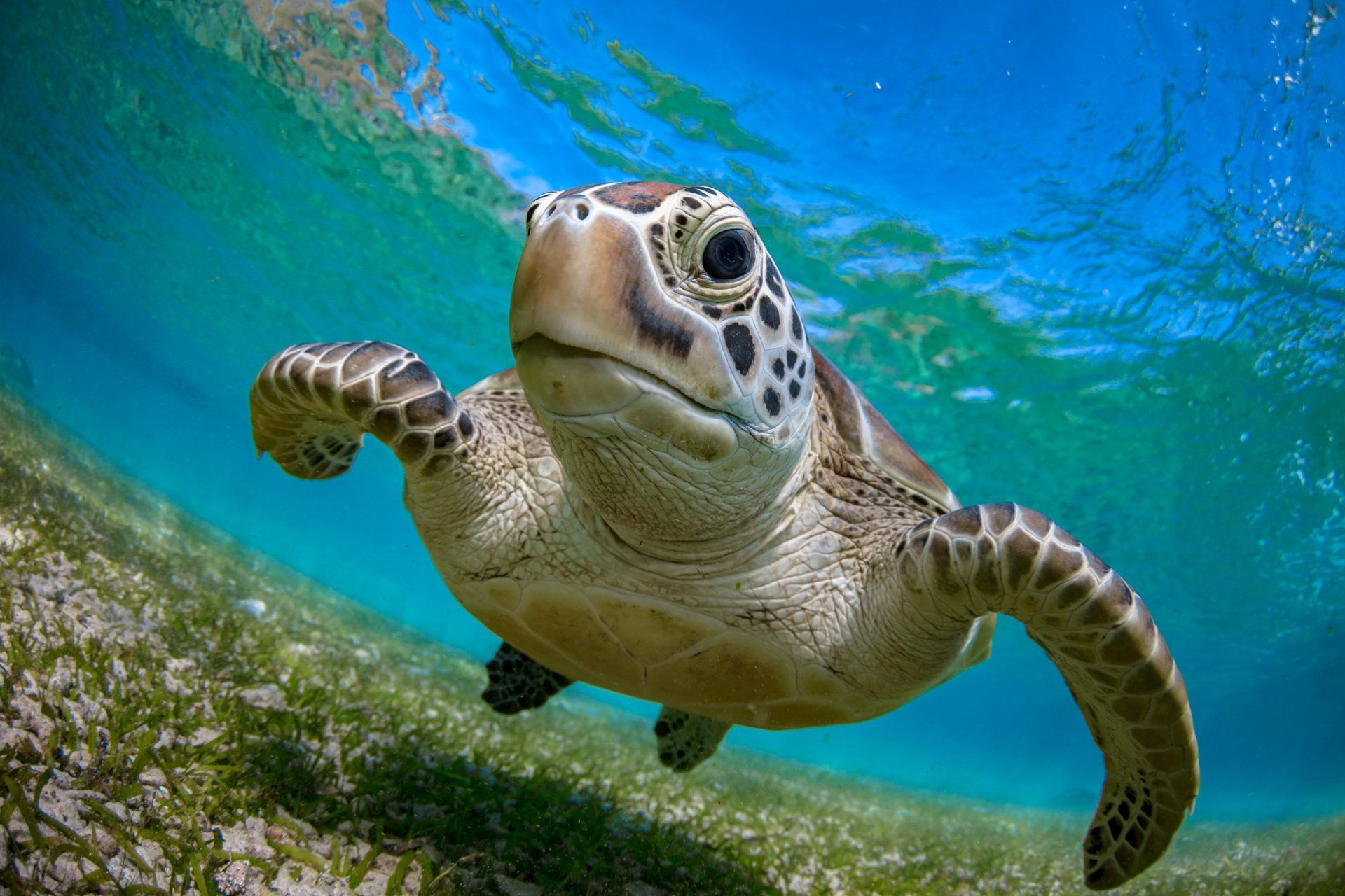 A sea turtle is swimming in the ocean near the shore.
