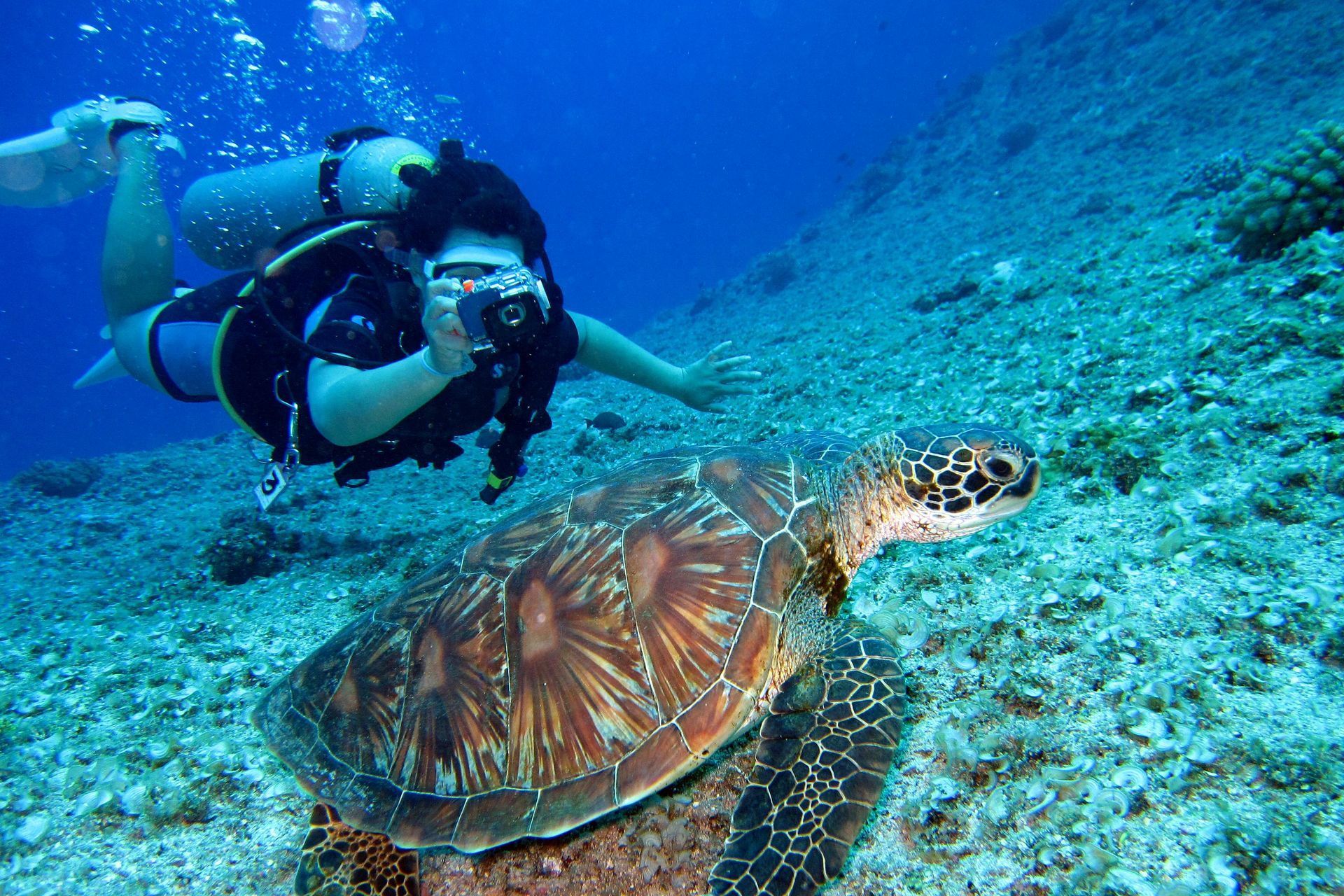A scuba diver is taking a picture of a sea turtle