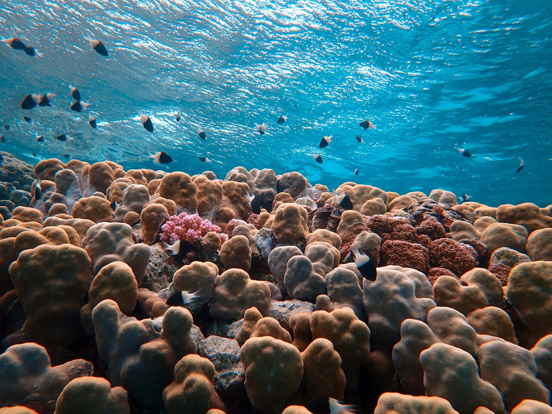 A group of fish are swimming around a coral reef in the ocean.