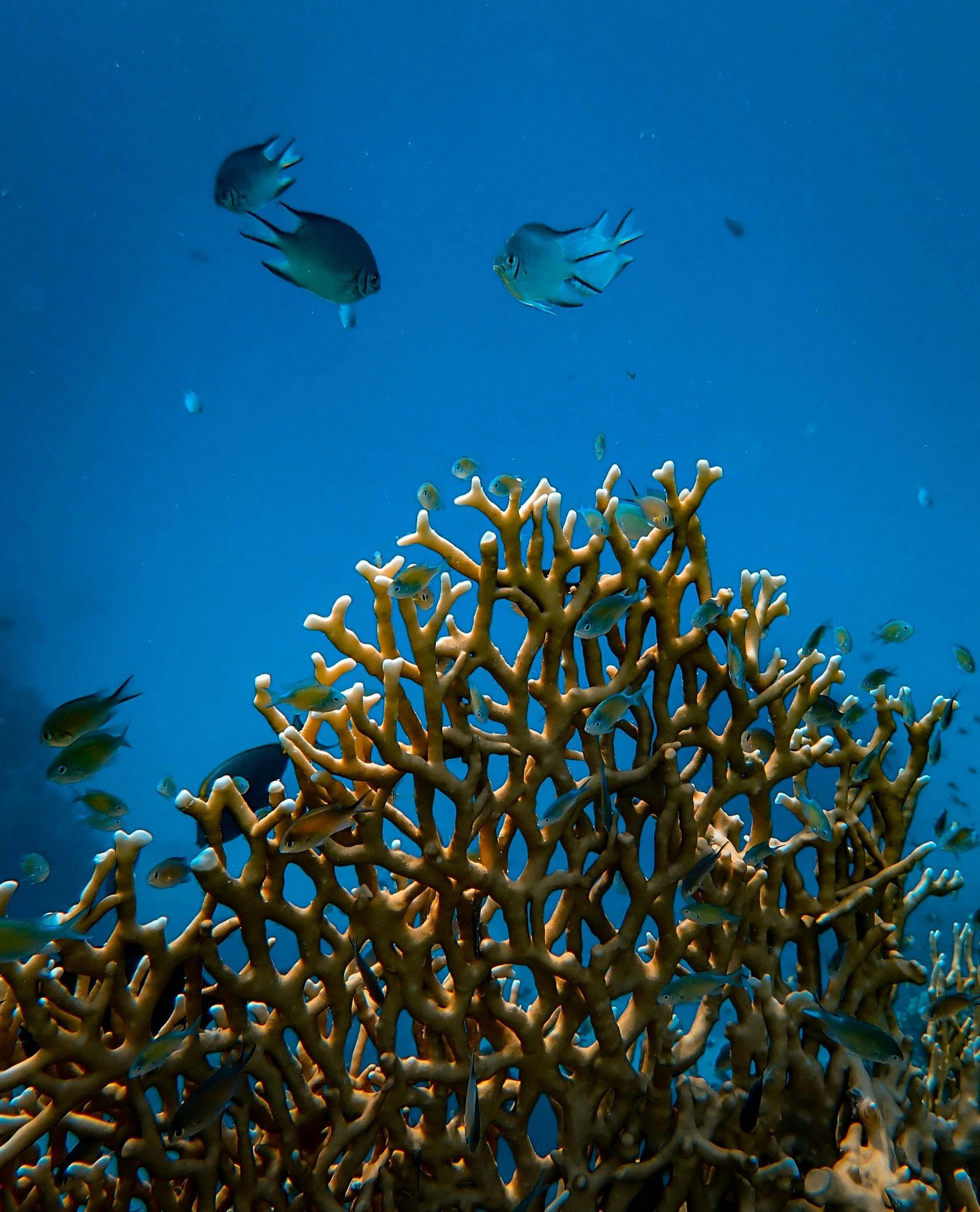 Fish are swimming around a coral reef in the ocean