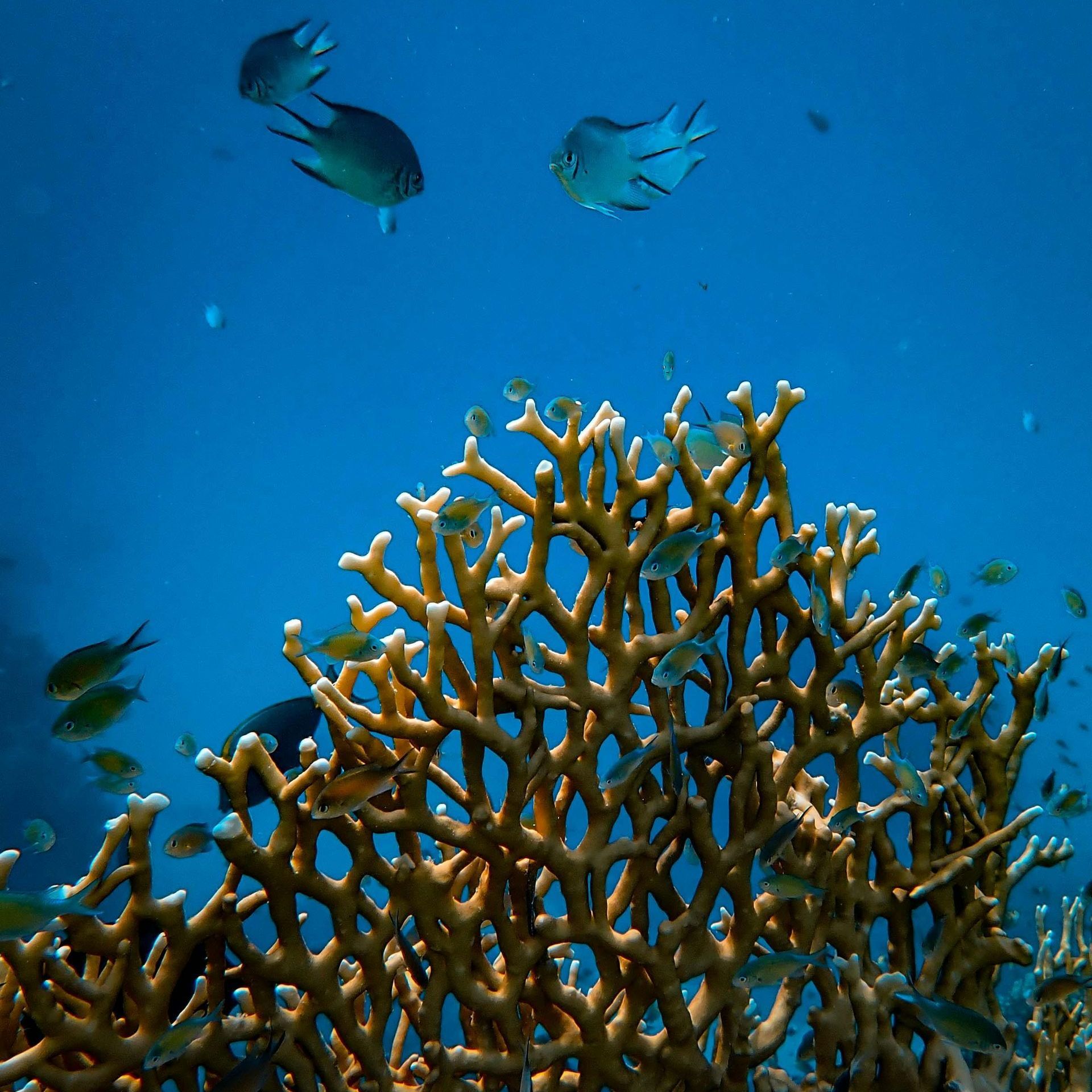 Fish are swimming around a coral reef in the ocean
