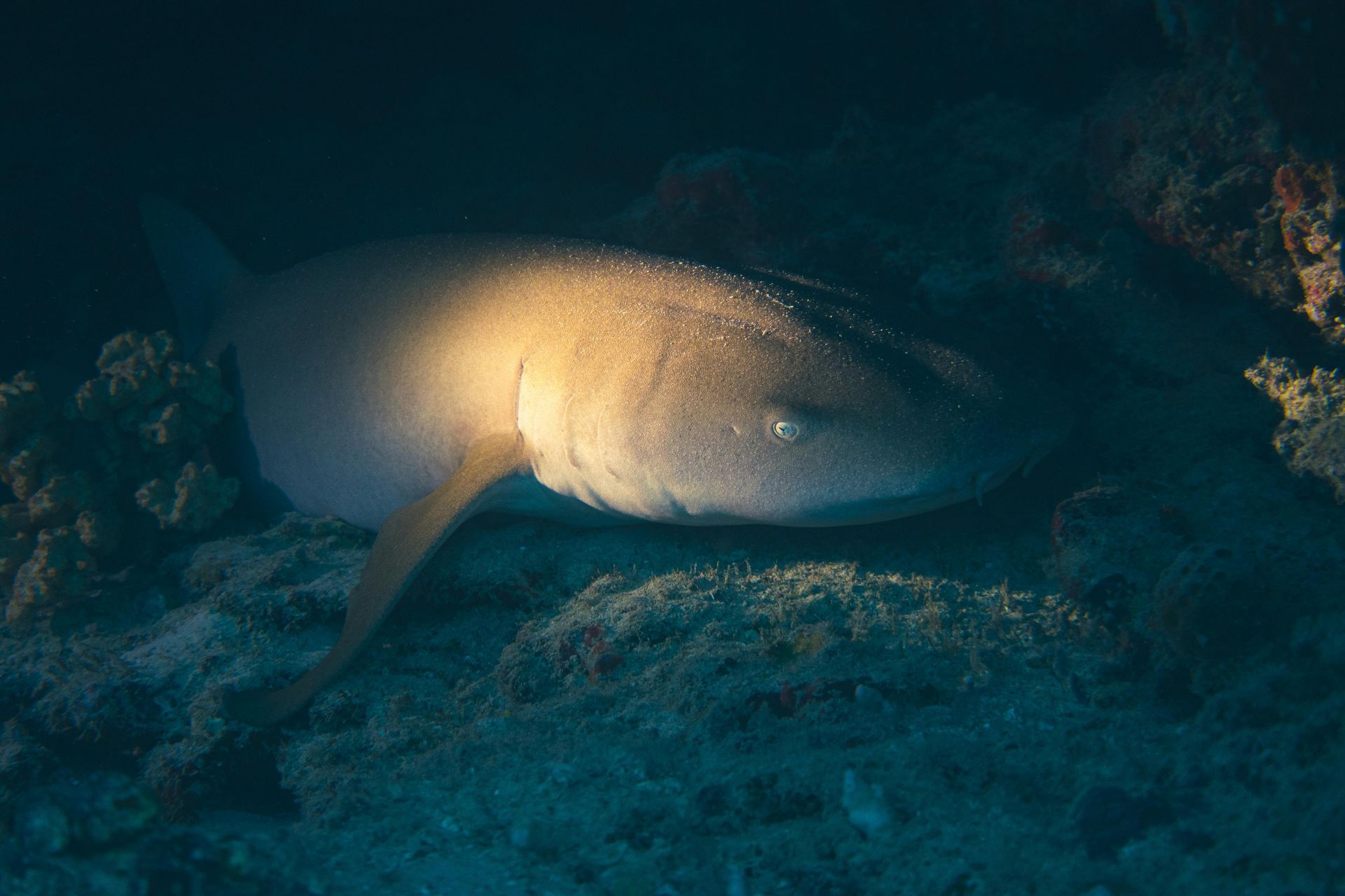 A shark is laying on the bottom of the ocean.