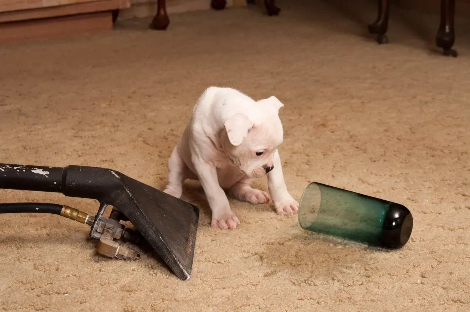 A puppy is playing with a broken glass on the floor
