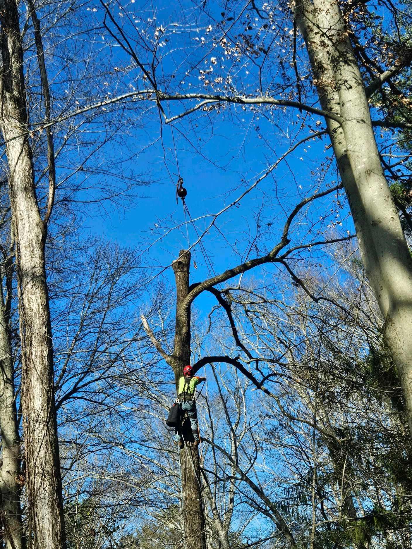 Arborist in safety gear pruning a tall tree, ropes overhead, blue sky background.
