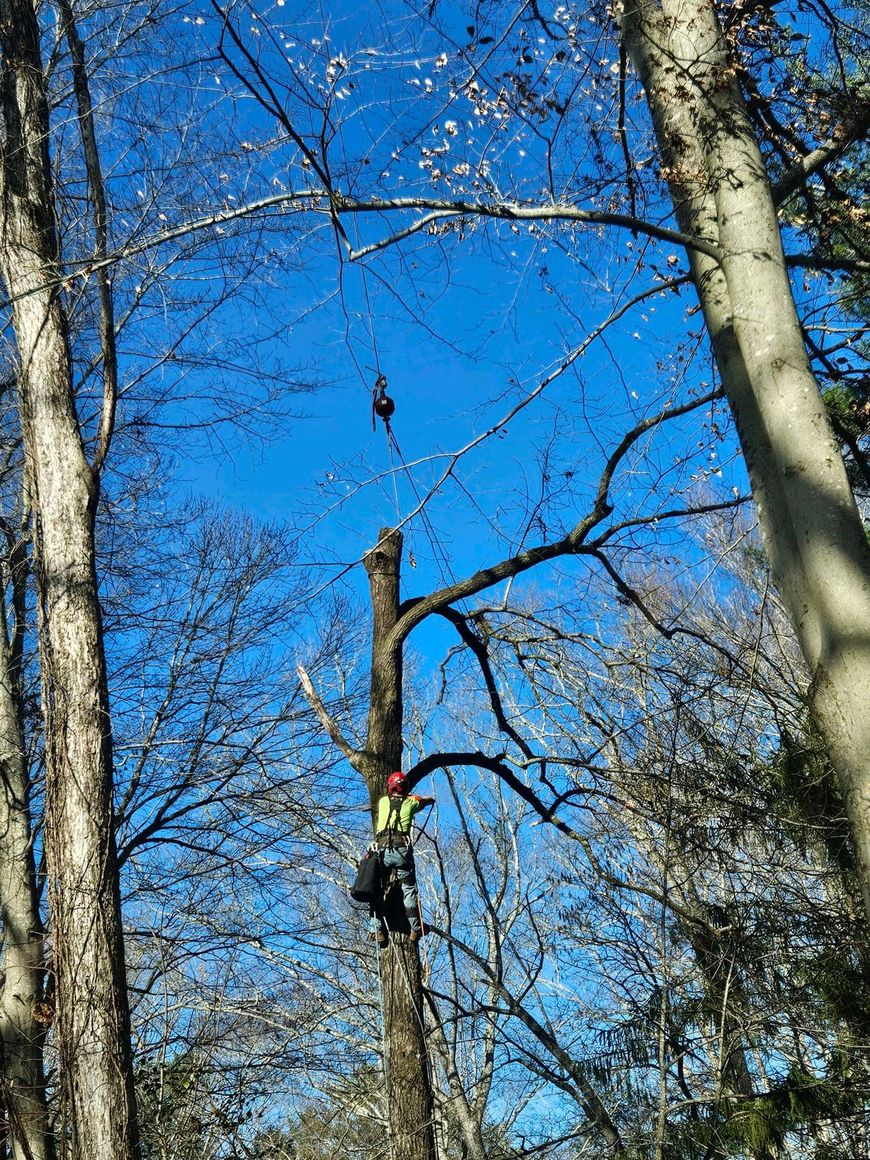 Arborist in tree, cutting branches with rope system, blue sky background.