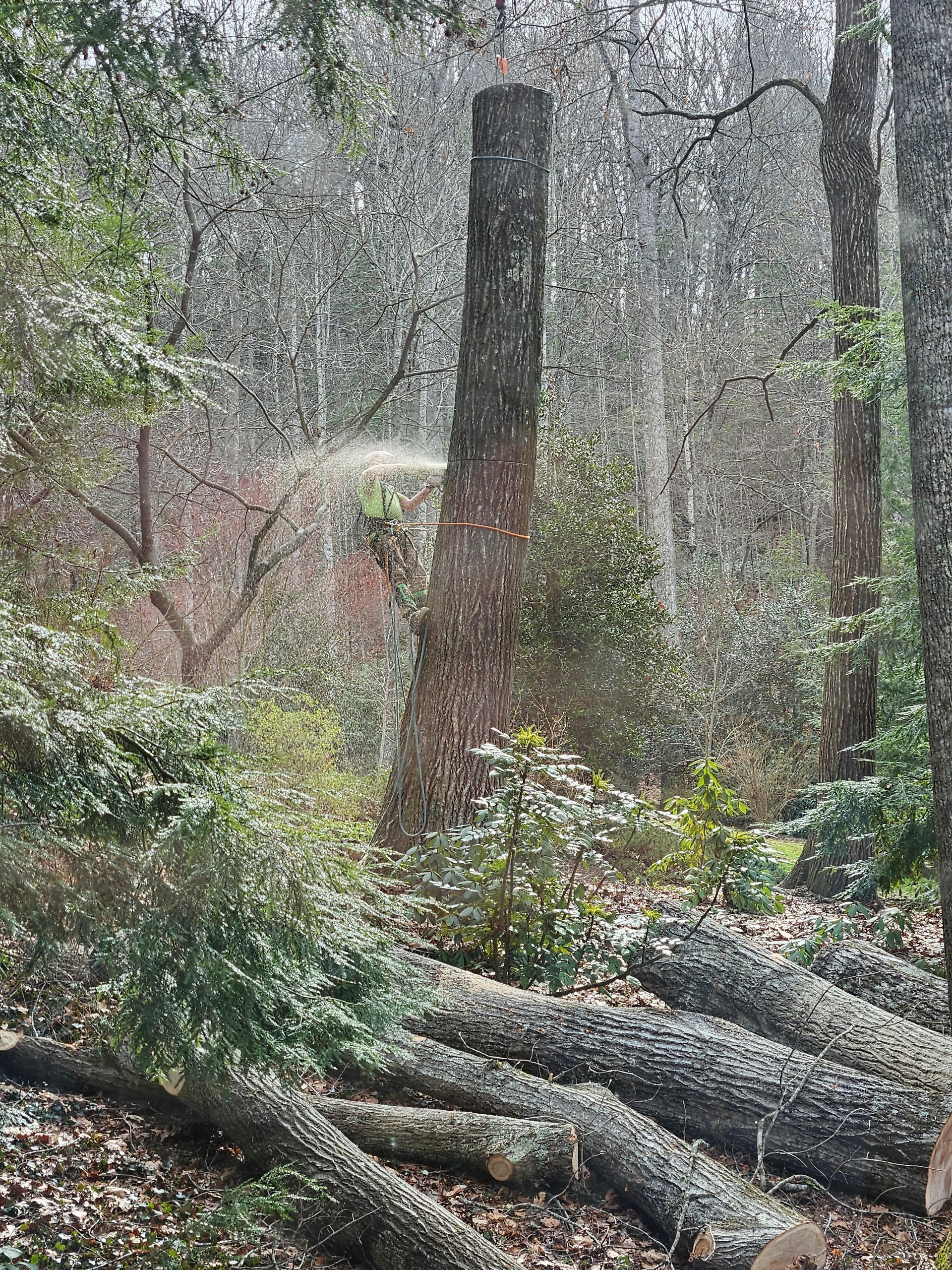 Tree stump with felled logs in a forest. Green foliage and dappled sunlight.
