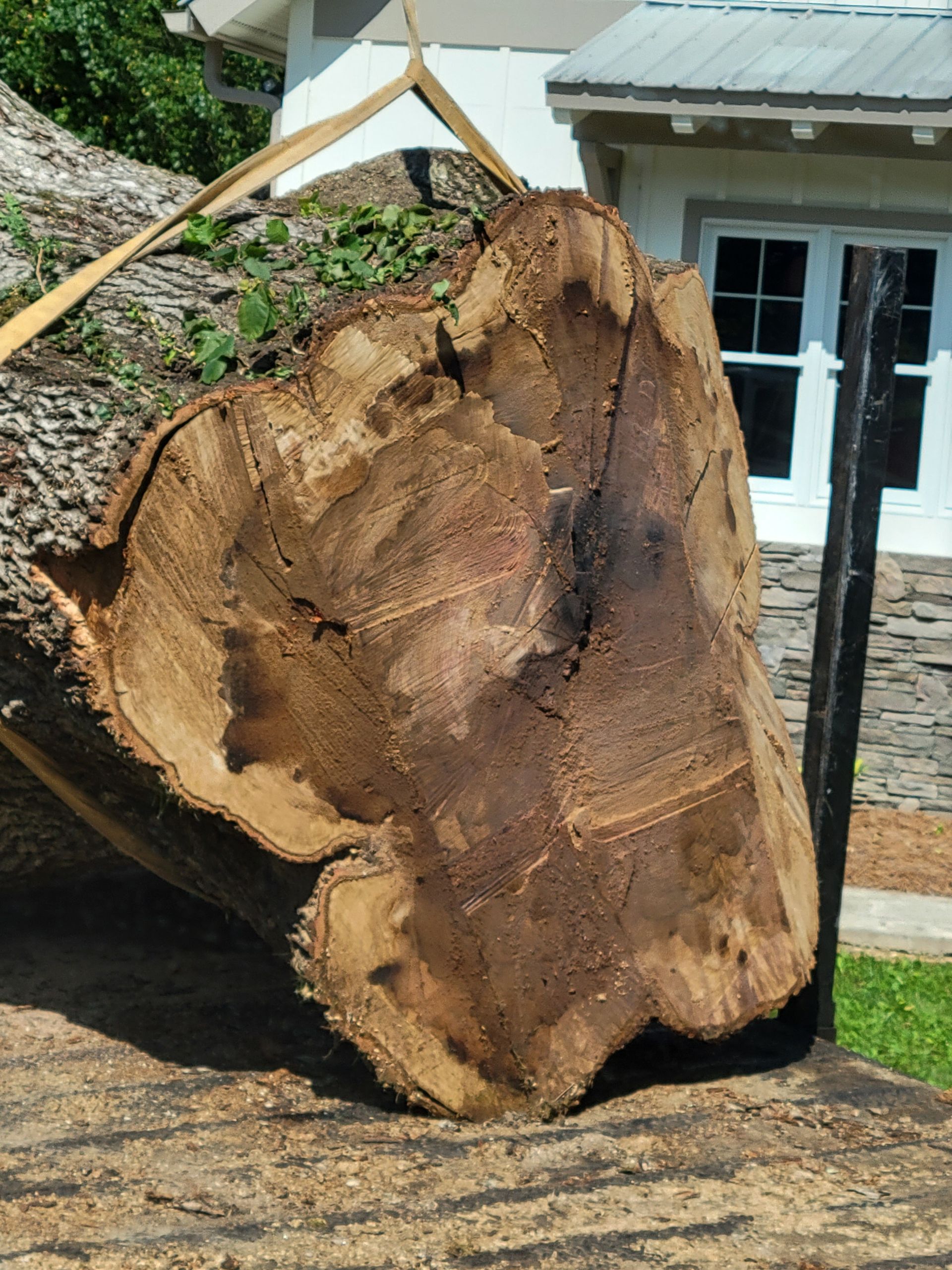 Cross-section of a tree trunk, showing dark discoloration and growth rings. Straps secure it to a platform.