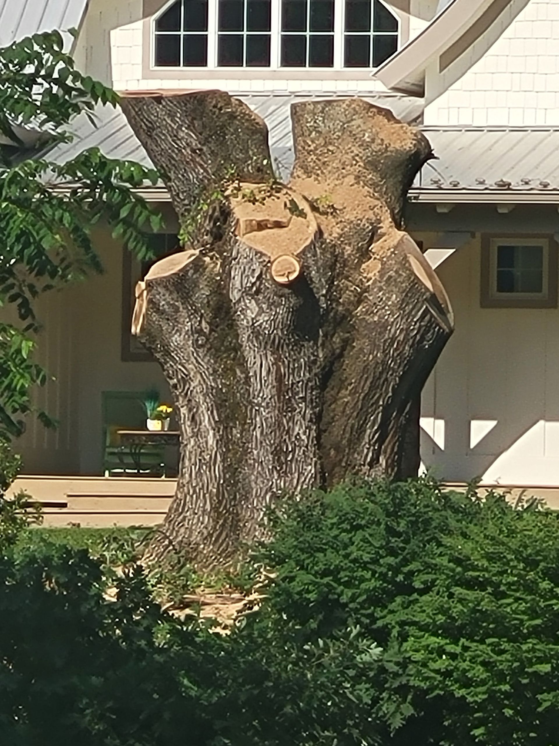 Tree stump in front of a house, partially cut with exposed wood and greenery.