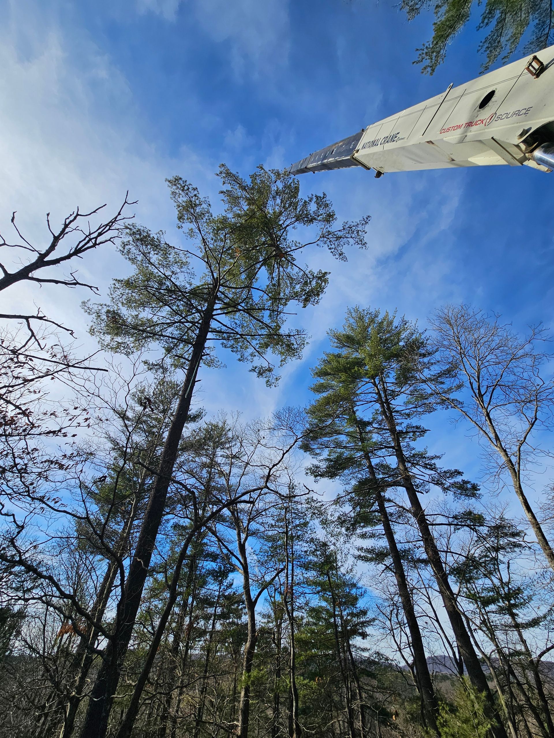 Tall trees reach for a blue sky with part of a white plane wing visible above.