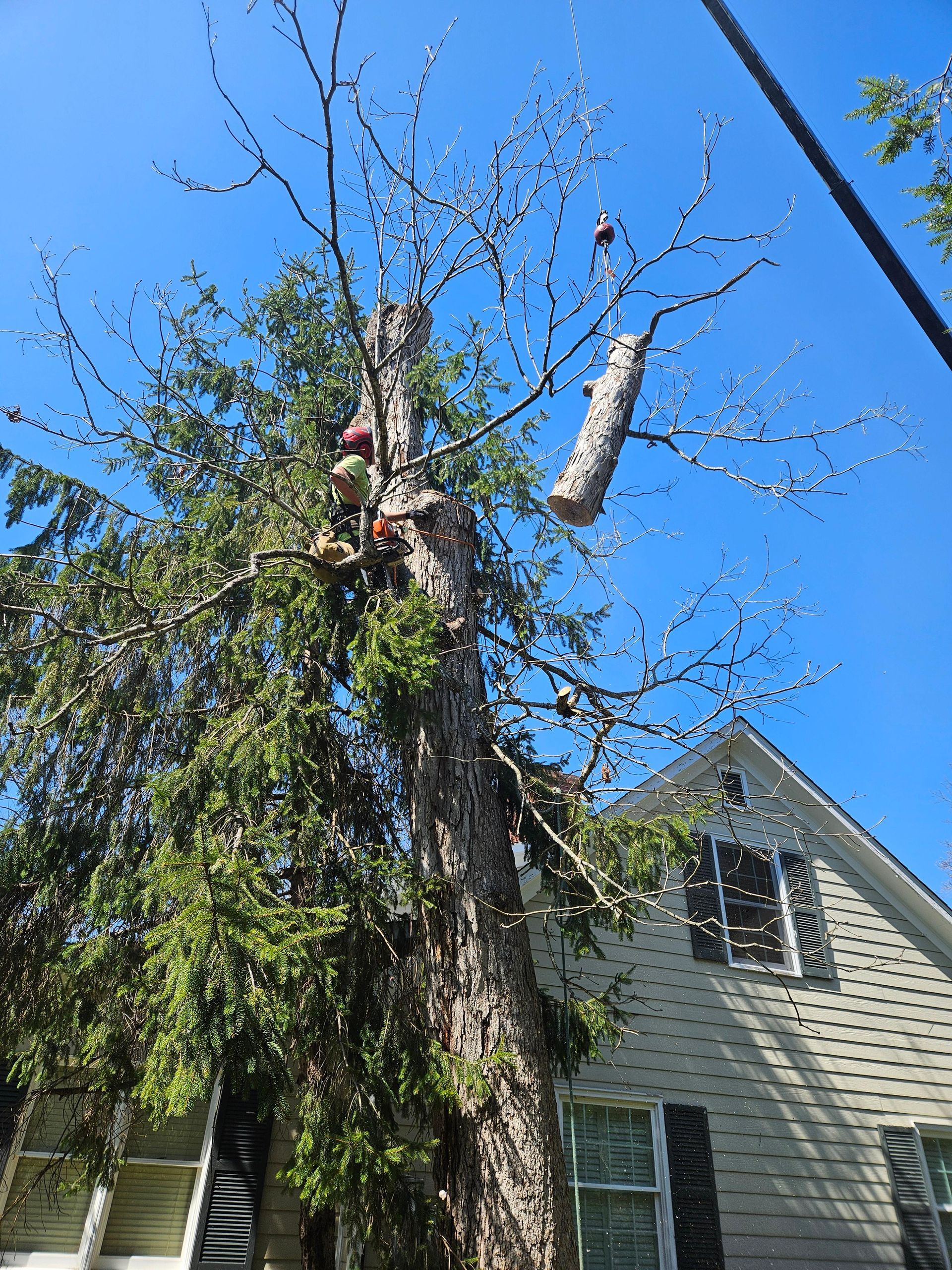 A tree being trimmed next to a house under a clear, blue sky.