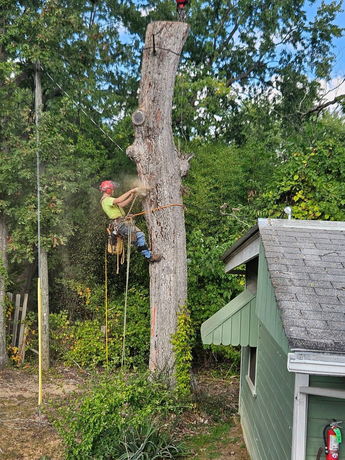 Arborist cutting a tall tree trunk next to a building. The arborist is wearing safety gear.