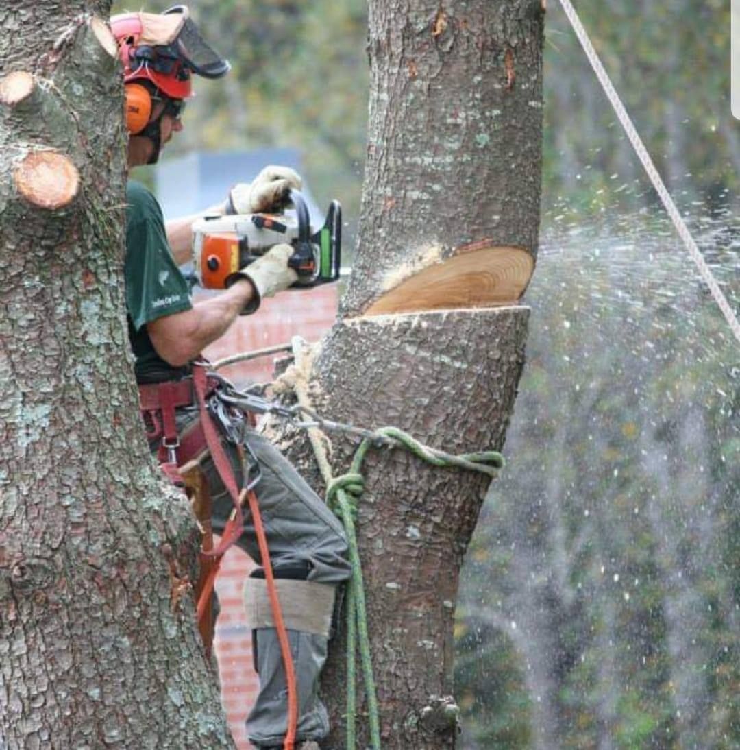Arborist uses a chainsaw to cut a tree trunk. He wears safety gear while secured by ropes.