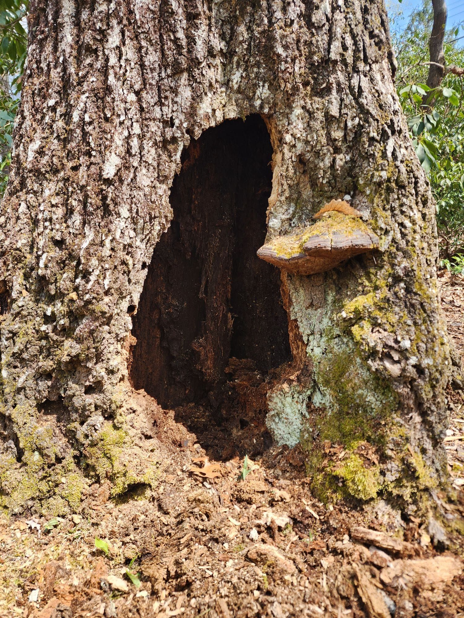 Tree trunk with large hollow opening and mushroom, surrounded by moss and wood chips.