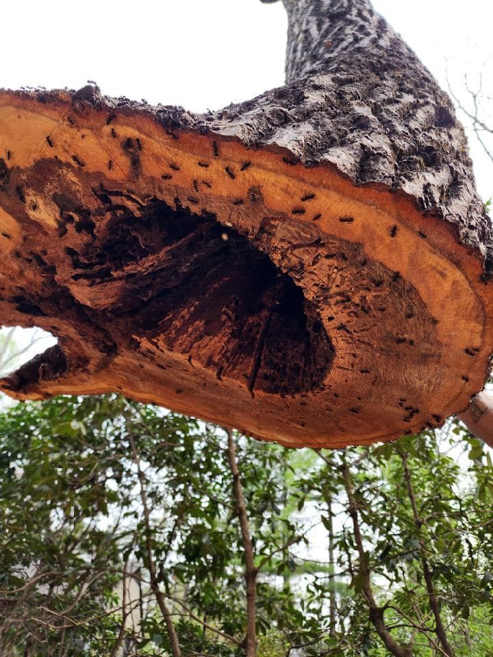 Hollowed tree branch, interior visible, with numerous ants.
