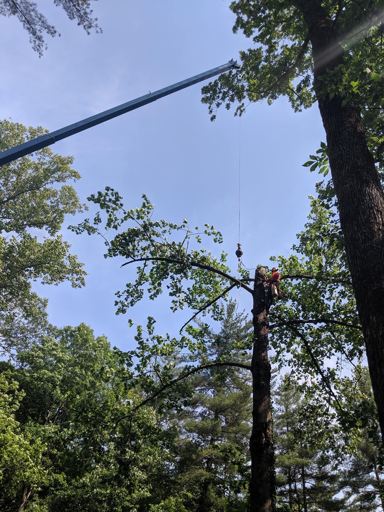 Tree trimming: a worker in a lift basket cuts a tree branch with a chainsaw on a sunny day.