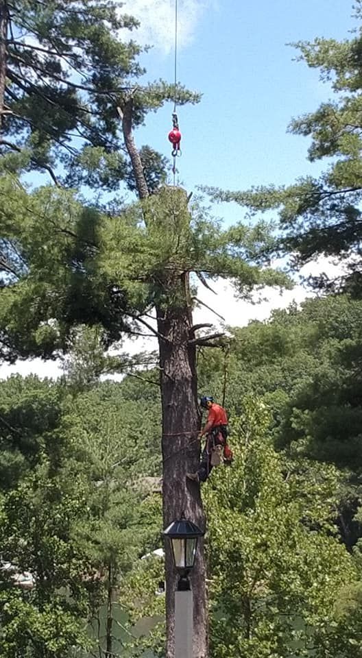 Arborist in orange gear cutting tall tree limb; crane overhead. Green foliage surrounds them against a blue sky.