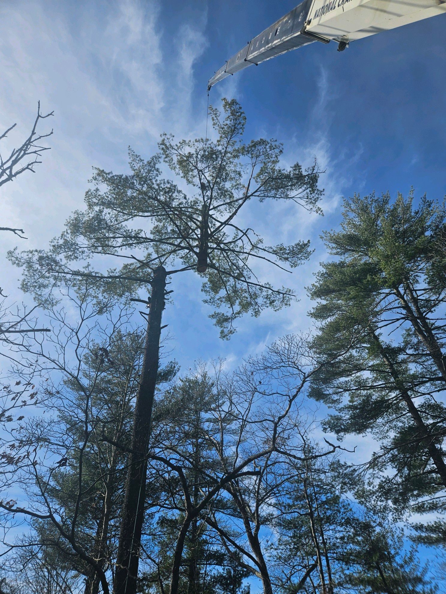 Tall evergreen tree being trimmed from above, with bright blue sky.