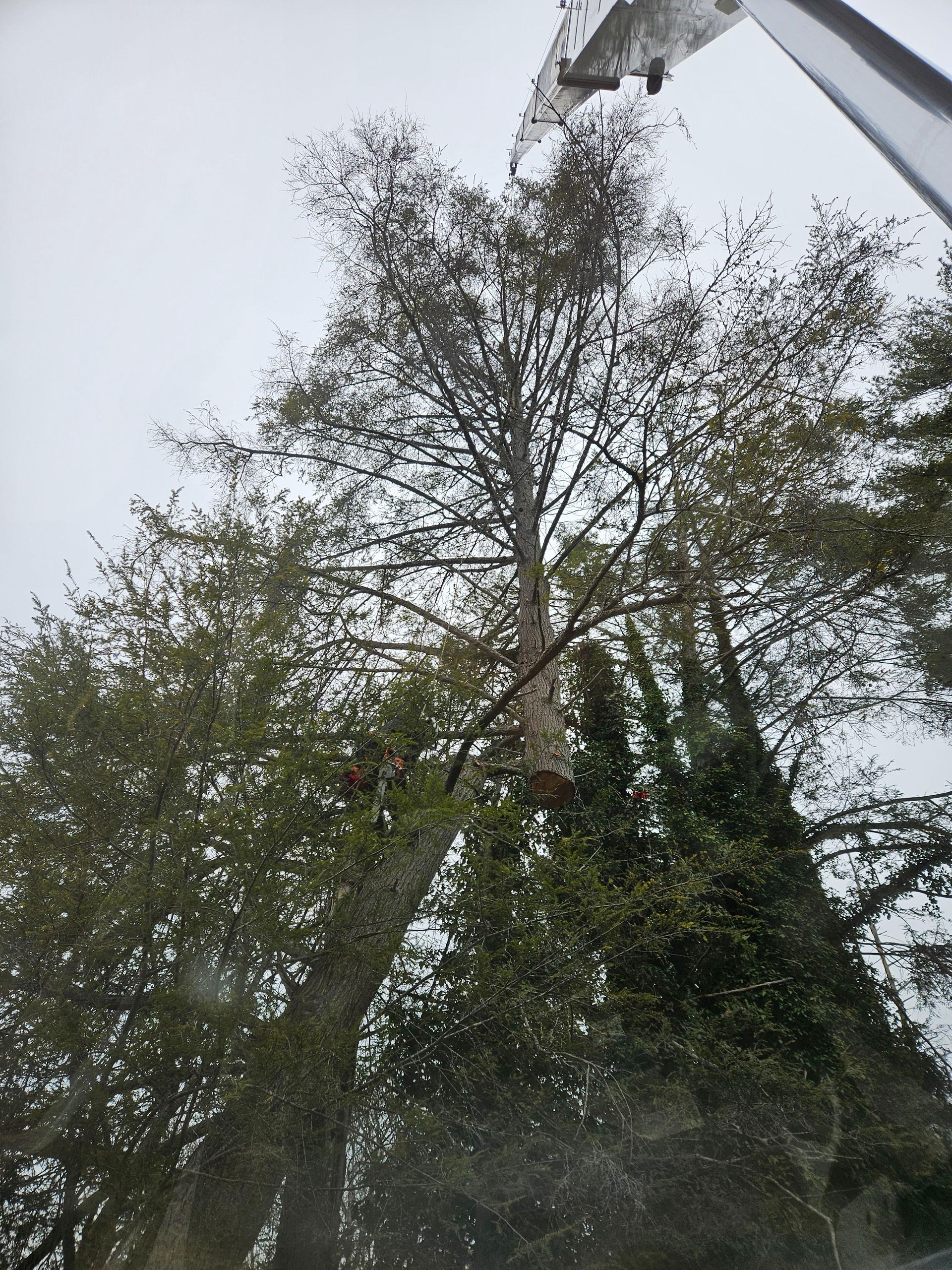 Tall tree being pruned by a crane on a cloudy day.