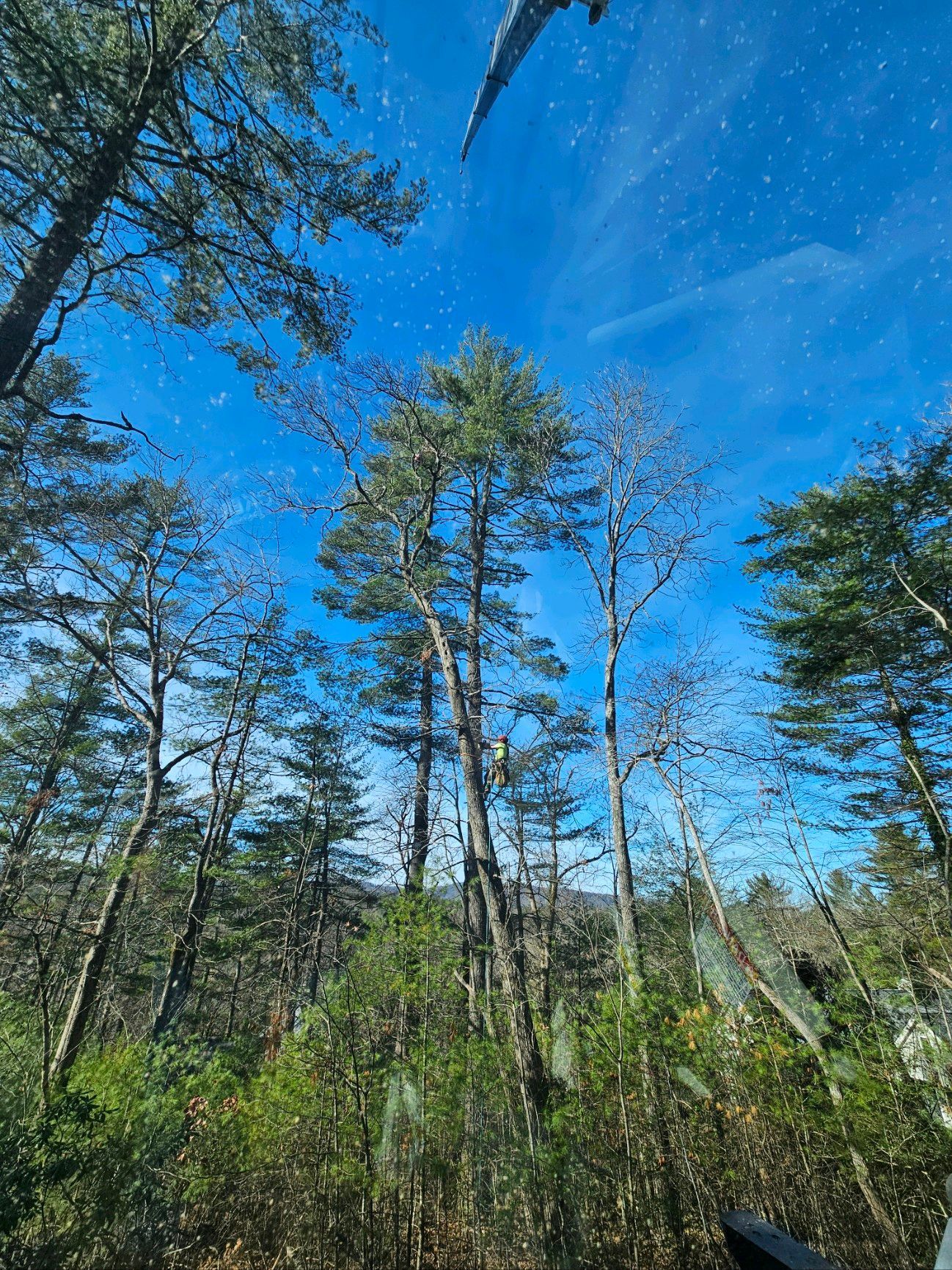 Tall pine trees against a bright blue sky with a hint of snow.