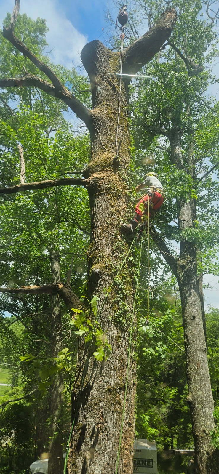 Person in harness using chainsaw to trim a large tree. Green foliage and blue sky in background.