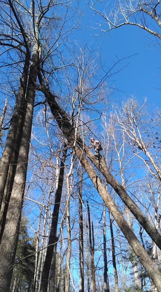 Person in a tree, cutting branches with a chainsaw, bright blue sky.