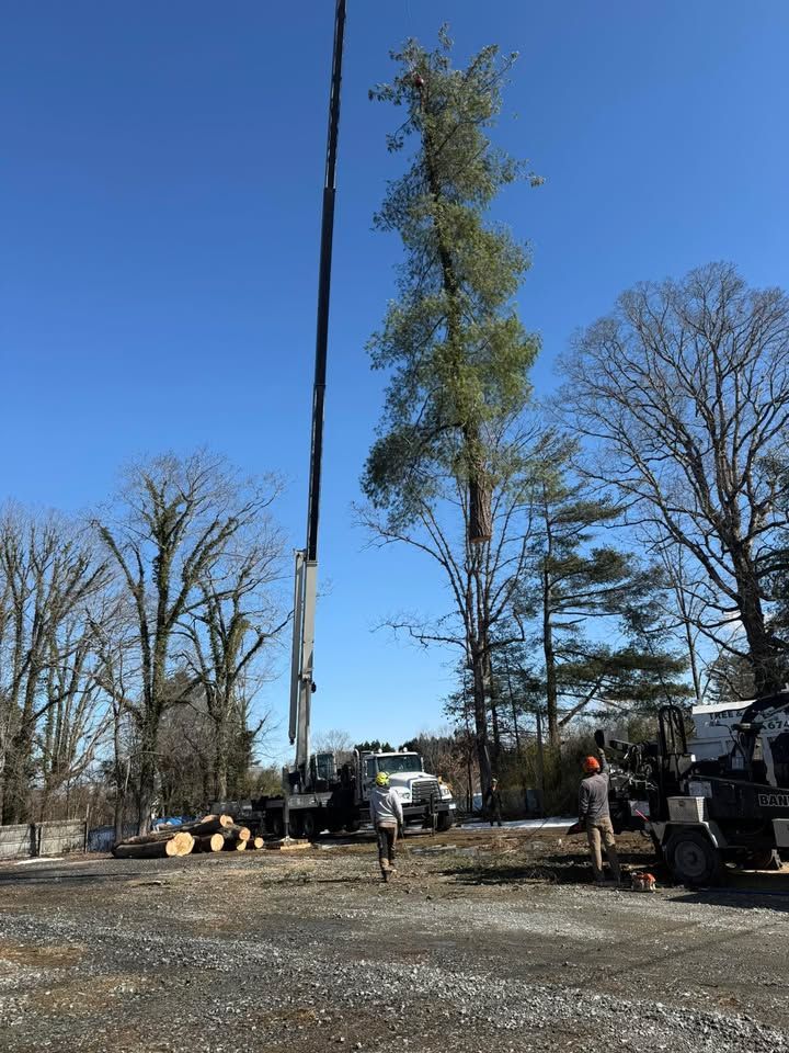 A crane cutting a tall tree; workers and equipment in a yard on a sunny day.