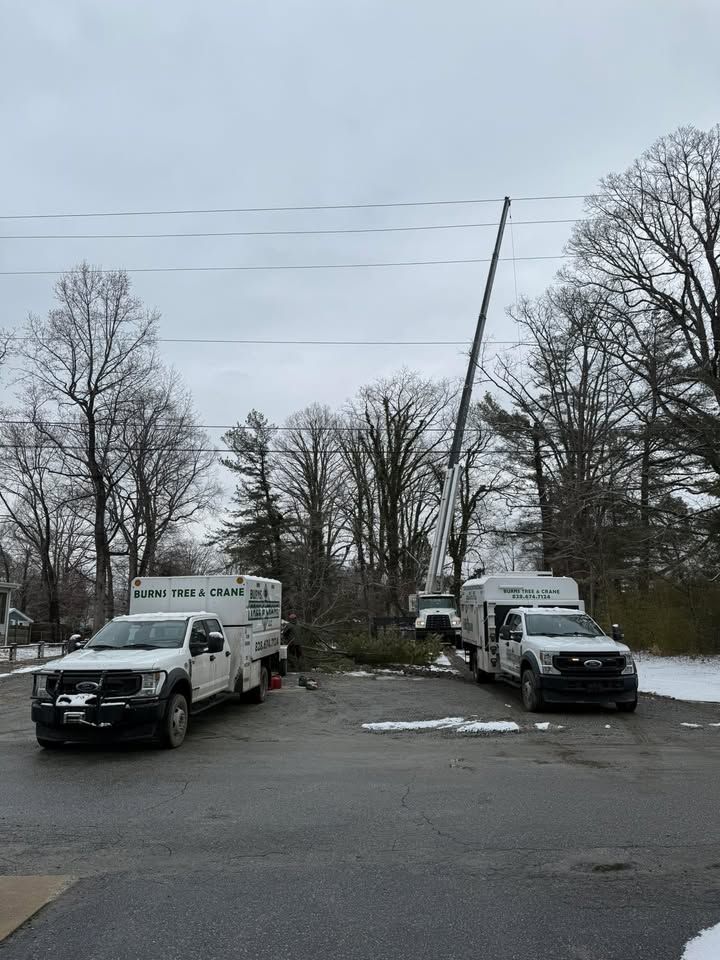 Three utility trucks and a crane trimming trees near power lines on a cloudy day.