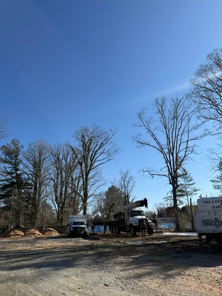 Trucks parked in a cleared area with bare trees against a blue sky.