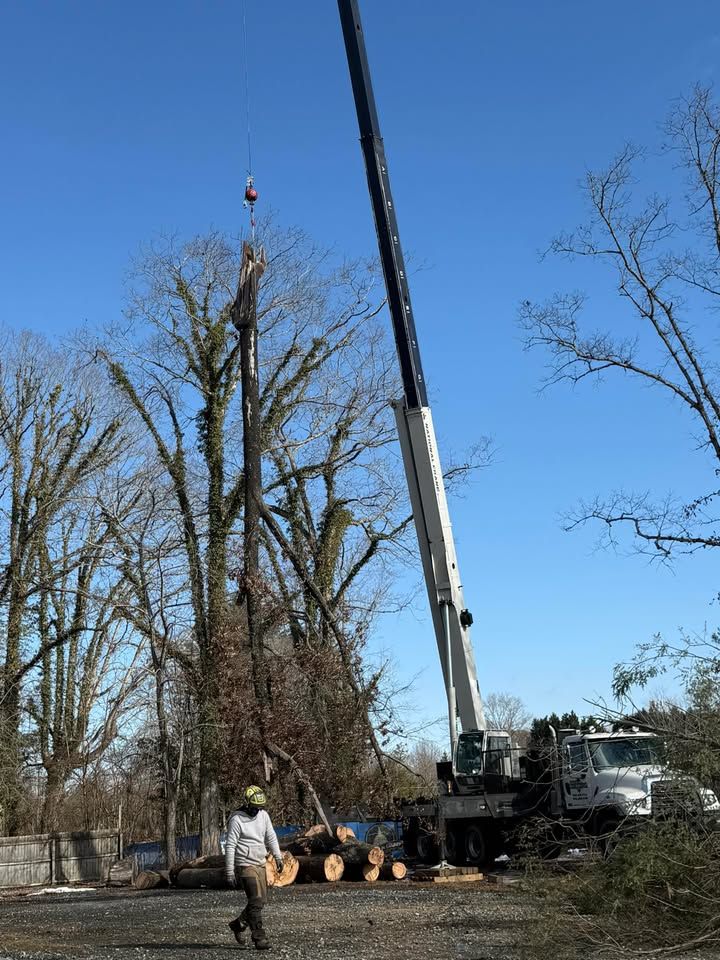 Crane lifting a tree trunk; a worker in safety gear walks nearby. Clear blue sky in the background.