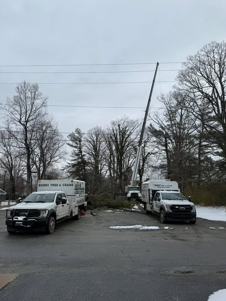 Two tree service trucks with a crane cutting branches near power lines on a snowy day.
