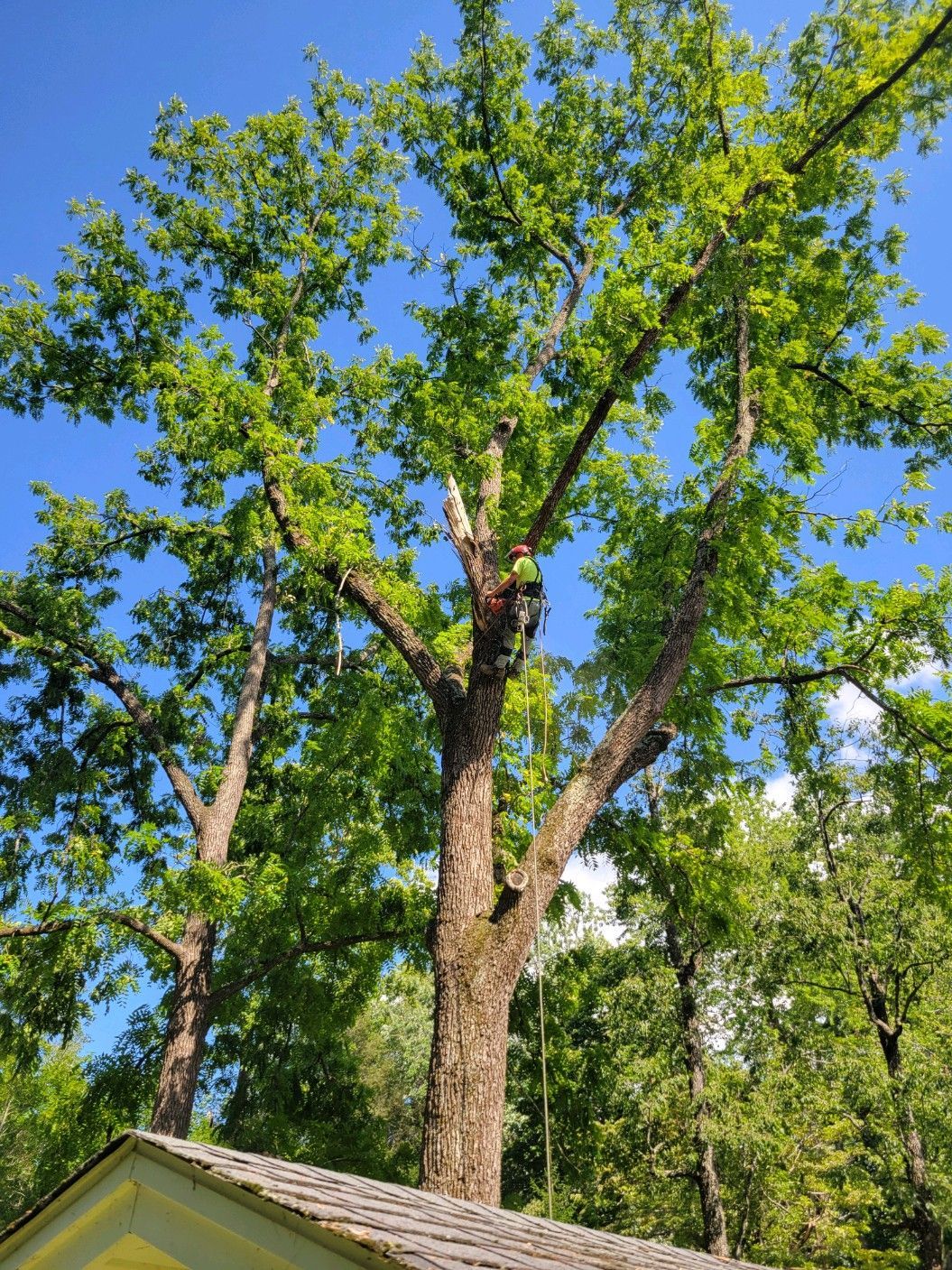 Tree with green leaves against a blue sky, some branches have been cut, partially obscuring a yellow roof.