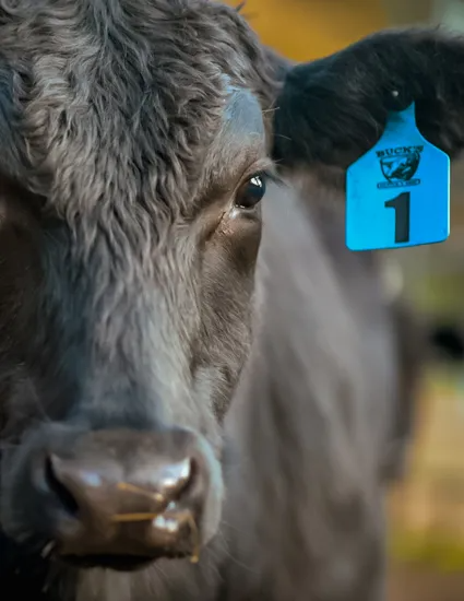 Close-up of a black cow with a bright blue ear tag marked 1.