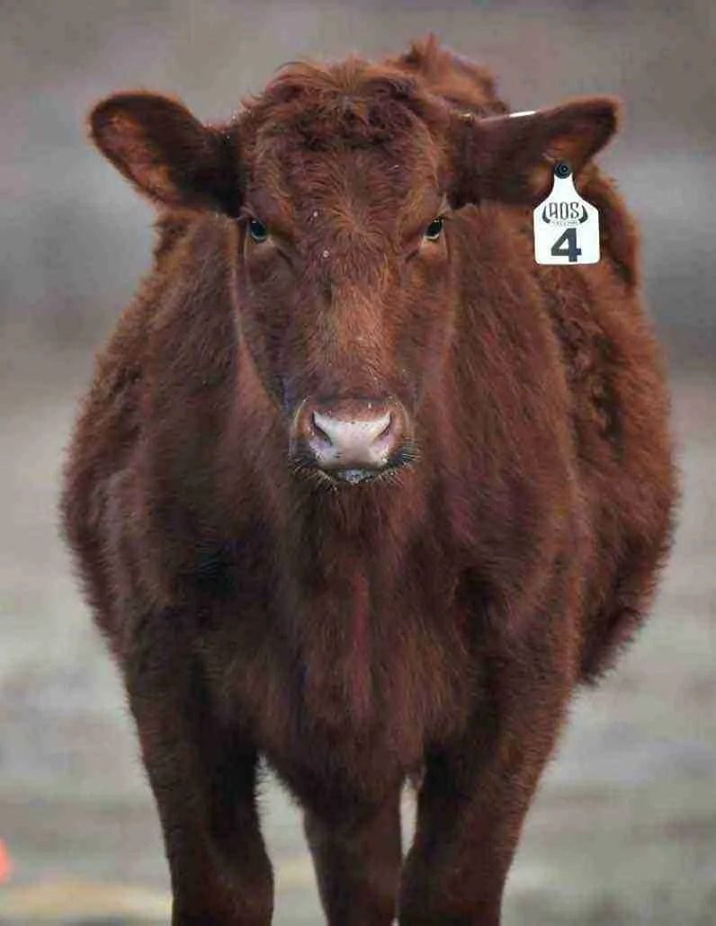 Brown cow facing forward with ear tag 4 against a blurred background