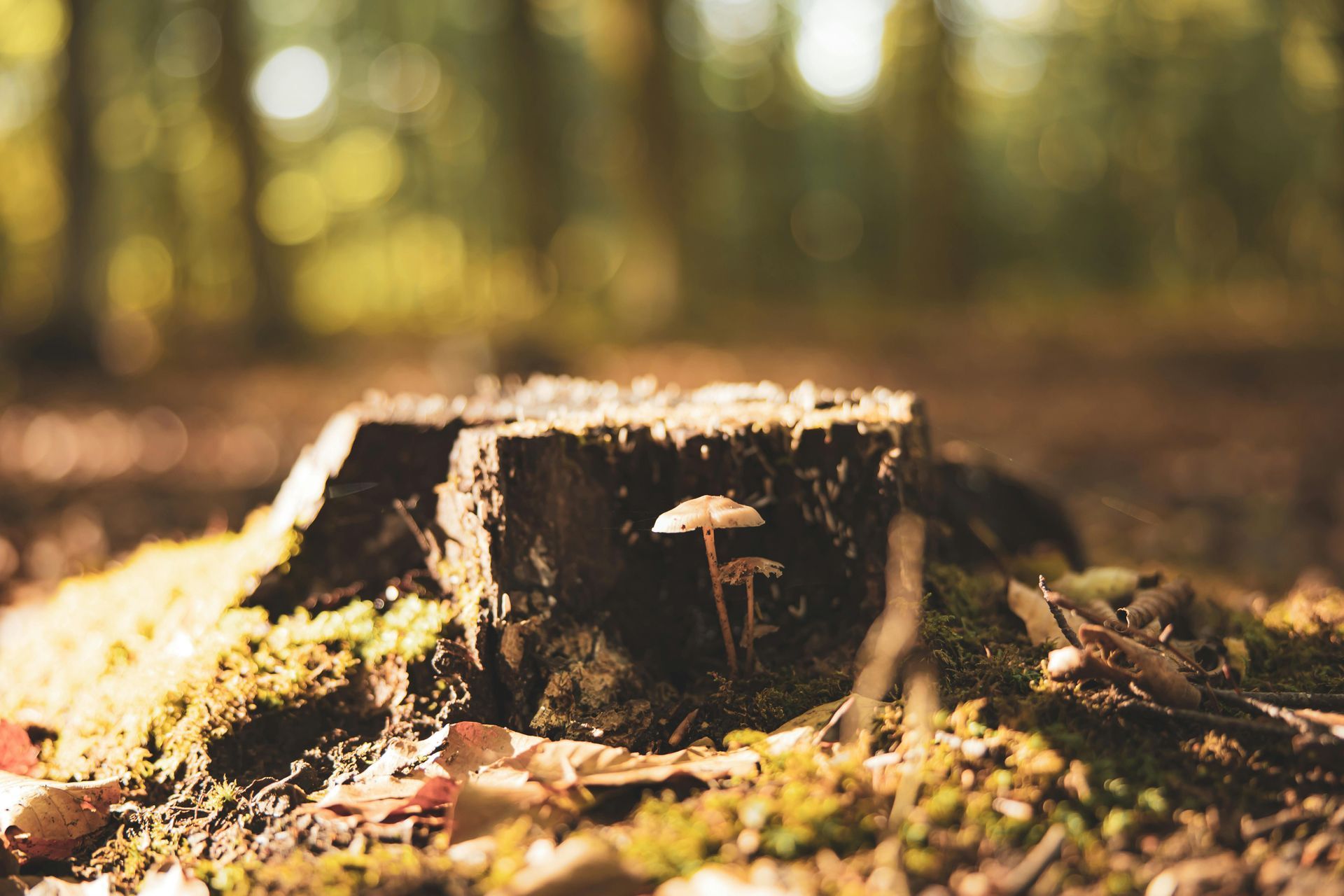 Close-up of a freshly ground tree stump with wood chips and sawdust. 