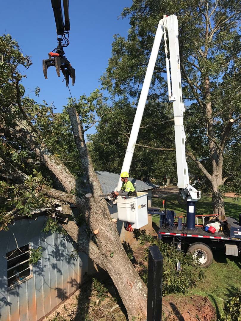 Storm Damage Cleanup & Tree Removal | Arbor Authority Tree Experts LLC ...
