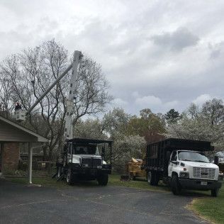 Tree service trucks with boom lift and worker trimming tree near a house on a cloudy day.
