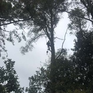 Arborist in a tall tree trimming branches on an overcast day.