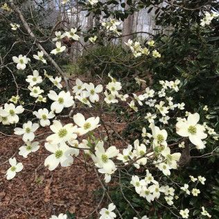 White dogwood tree in bloom with a backdrop of green foliage and a brown forest floor.