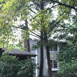Trees frame a light gray house with windows; a gazebo is in the lower left.