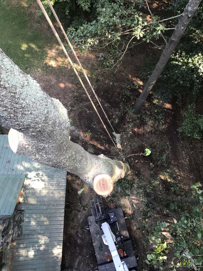 Overhead view of a tree being cut down. A worker, ropes, and machinery are visible.