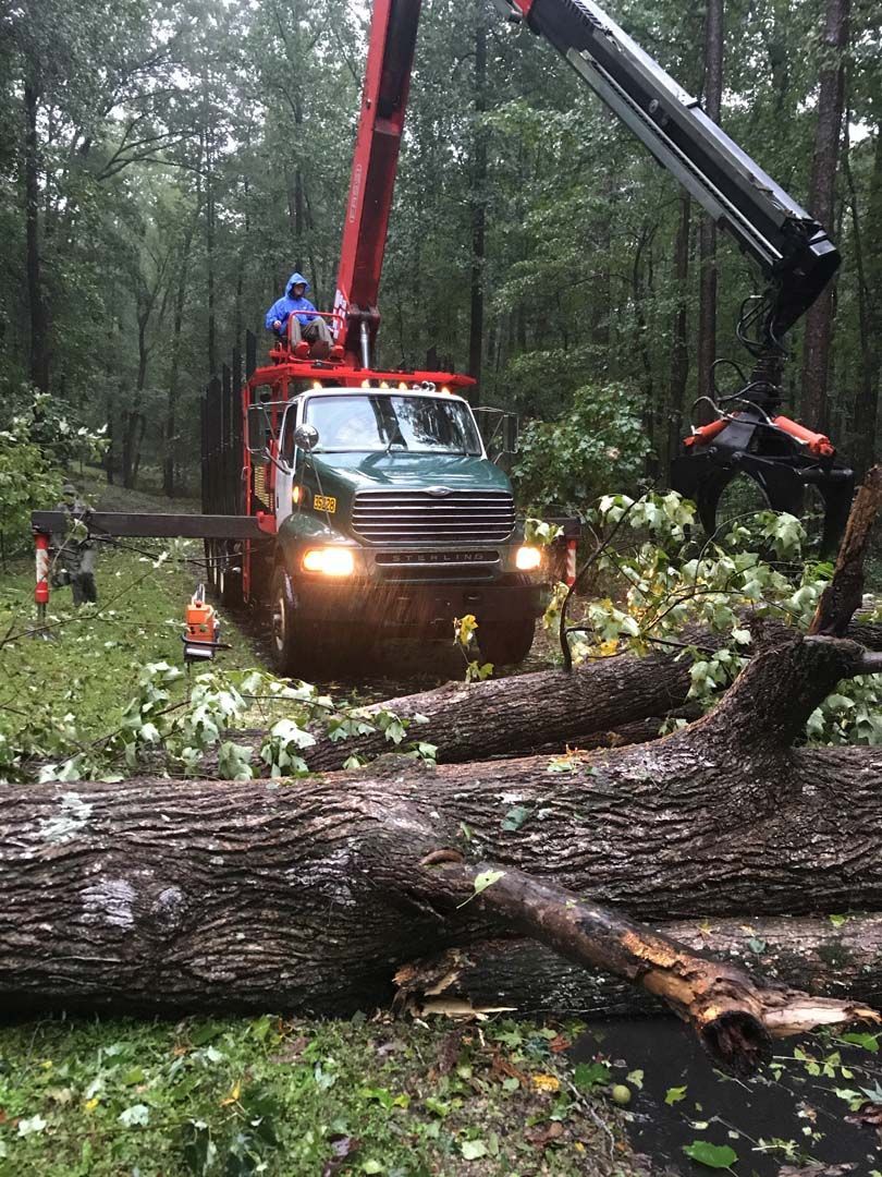Tree removal crew using a crane to lift a large fallen tree trunk in a wooded area.