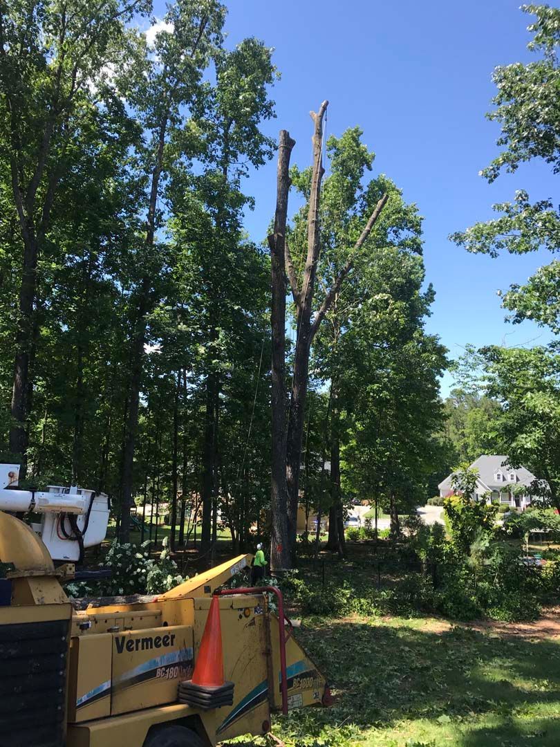 Tree being trimmed, wood chipper in foreground, sunny day, green trees in background.